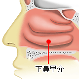 図：下鼻甲介