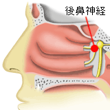 図：後鼻神経
